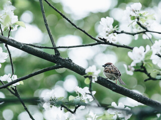 荣放和国产车比