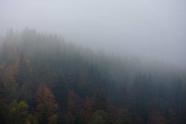 荣放和国产车比